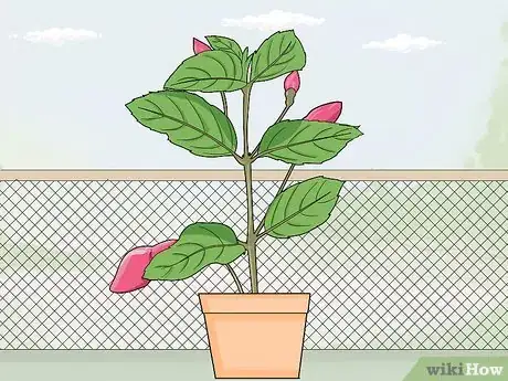 Image titled Fight Fuschia Gall Mites Step 11