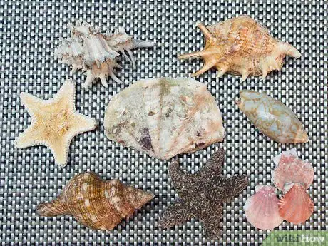 Image titled Clean and Polish Seashells Step 1