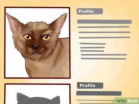 Image titled Adopt an Old Cat Step 6