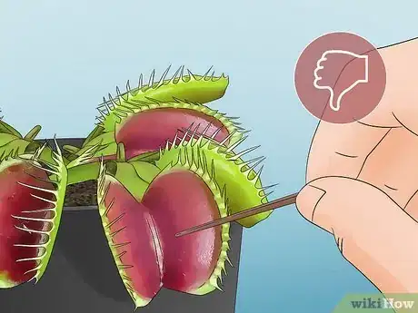 Image titled Feed Carnivorous Plants Step 5
