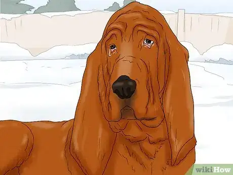 Image titled Identify a Bloodhound Step 11