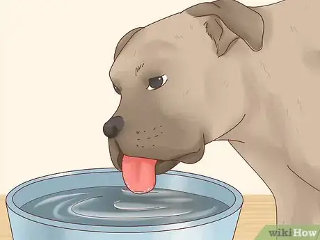 Image titled Care for Boxers Step 3