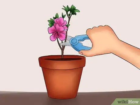 Image titled Care for Azaleas Step 17