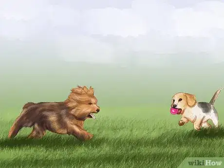 Image titled Choose a Good Hiking Dog Step 4