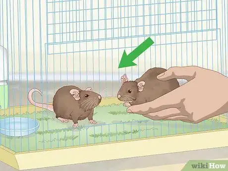 Image titled Keep a Pair of Pet Rats Step 9