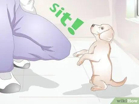 Image titled Get to Know Your Puppy Step 8