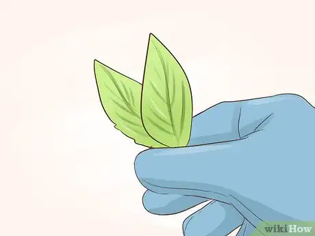 Image titled Grow Miniature Houseplants Step 17