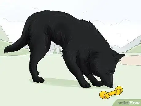 Image titled Identify a Belgian Sheepdog Step 11