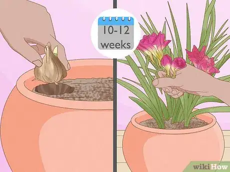 Image titled Plant Freesia Bulbs in Containers Step 8