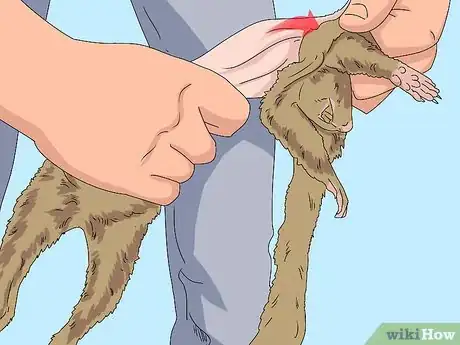 Image titled Skin a Squirrel Step 11
