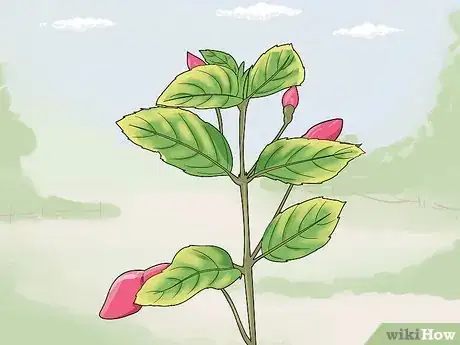 Image titled Fight Fuschia Gall Mites Step 16