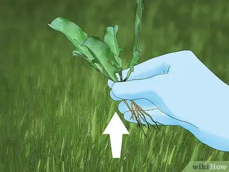 Image titled Control Lawn Weeds Step 1
