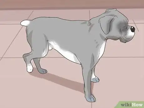 Image titled Tell if a Dog Is in Pain Step 1