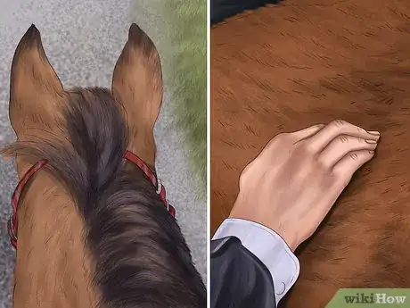 Image titled Spot Early Signs of Lameness in Horses Step 1