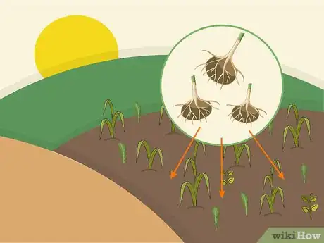 Image titled Grow Stargazer Lilies Step 02