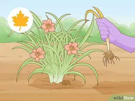 Image titled Prune Daylily Step 4