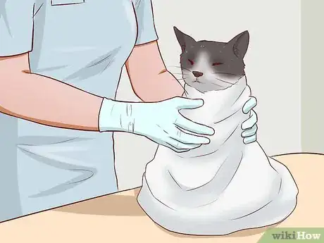 Image titled Get a Cat for a Pet Step 21