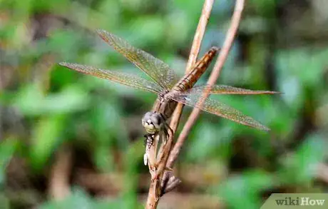 Image titled Photograph a Dragonfly Step 2