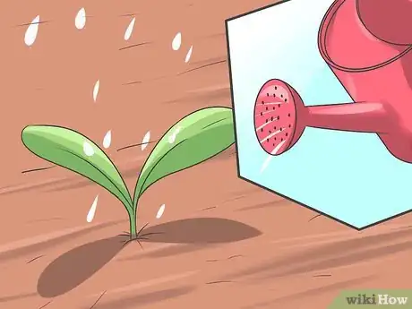 Image titled Grow Asters Step 12