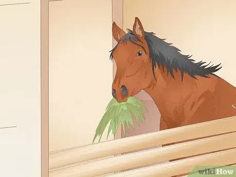 Image titled Look After a Horse Step 3