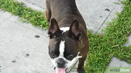 Image titled Make a Dog Stand Up Step 1