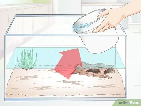 Image titled Breed Blue Gouramis Step 4