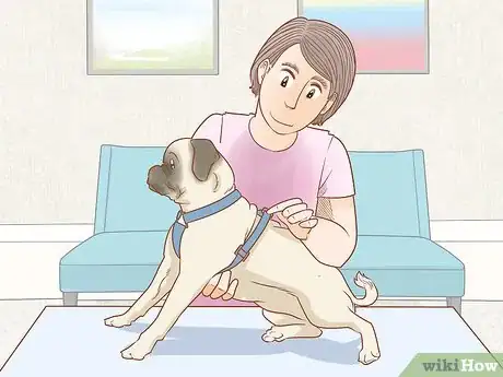 Image titled Train Your Dog to Walk or Heel Without a Choke Chain Step 2