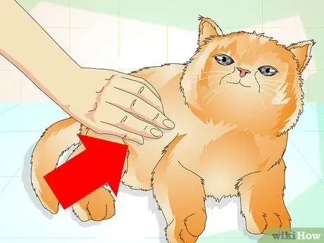 Image titled Determine if Your Cat is Overweight Step 2