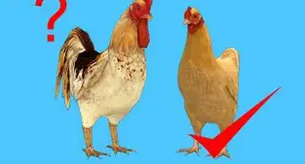 Feed Chickens Organically