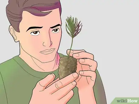 Image titled Plant Pine Trees Step 9