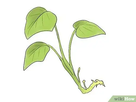 Image titled Grow Sweet Potatoes Step 7