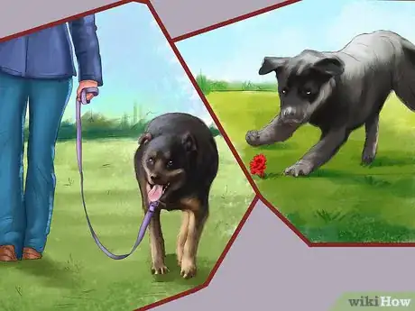 Image titled Adopt a Rottweiler Step 10