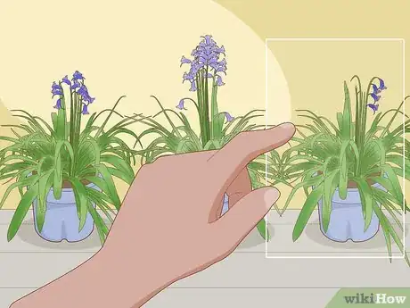 Image titled Plant English Bluebell Bulbs Step 1