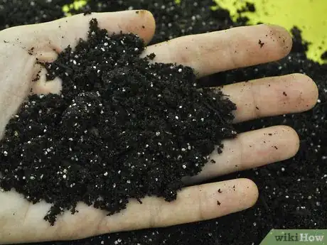 Image titled Grow Geraniums Indoors Step 3