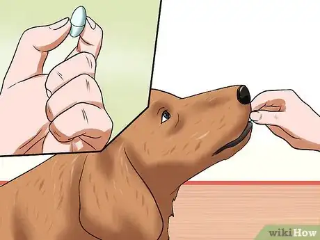 Image titled Treat Ascarids in Dogs Step 7
