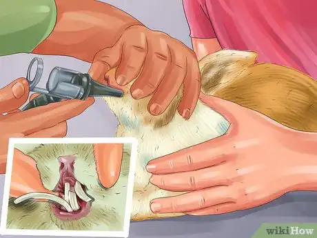 Image titled Save Money on Rabbit Care Step 8