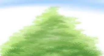 Plant a Lawn from Stolons