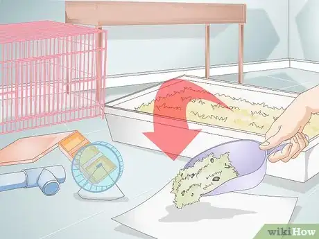 Image titled Treat Pinworms in Mice Step 6