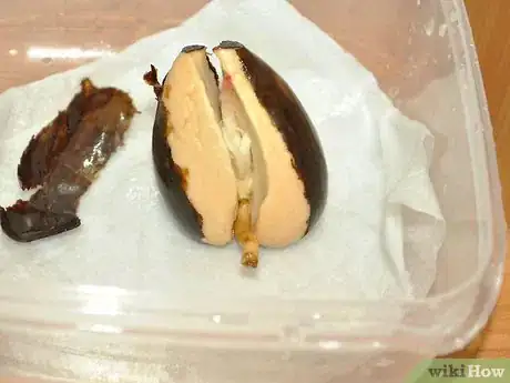 Image titled Grow an Avocado As a Houseplant Step 8