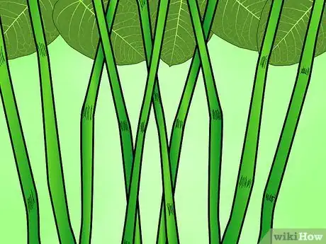 Image titled Identify Knotweed Step 17