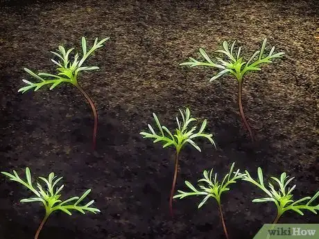Image titled Grow Cosmos Flowers Step 9