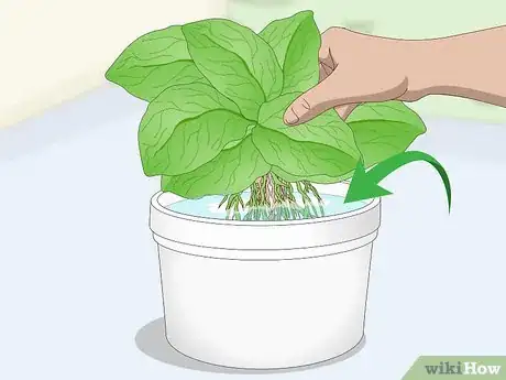 Image titled Divide Gerbera Daisies Step 7