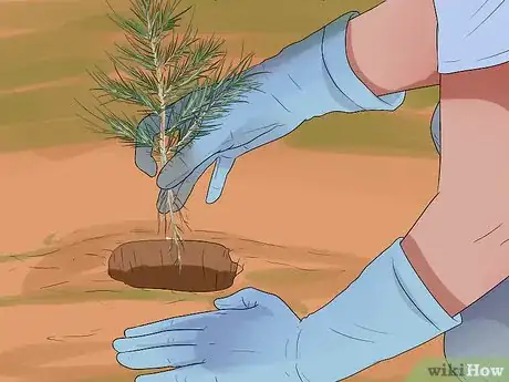 Image titled Plant Cedar Trees Step 12