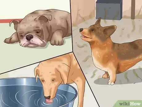 Image titled Diagnose and Treat Your Dog's Itchy Skin Problems Step 4