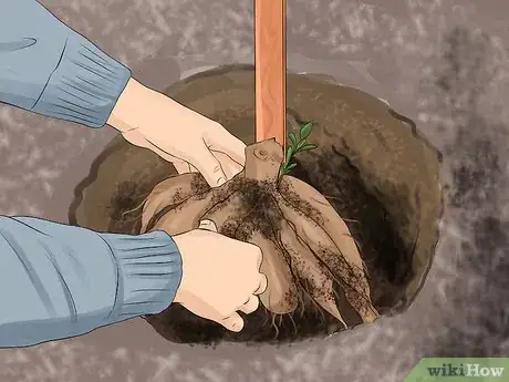 Image titled Grow Dahlias Step 4