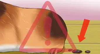 Know if a Pet Guinea Pig Is Ill