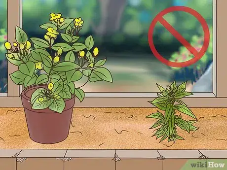 Image titled Grow Evening Primrose Step 10