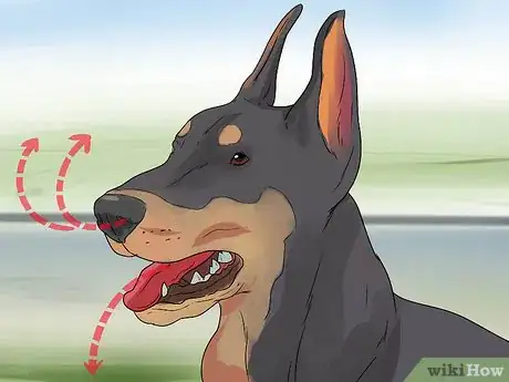 Image titled Treat Heart Conditions in Doberman Pinschers Step 8
