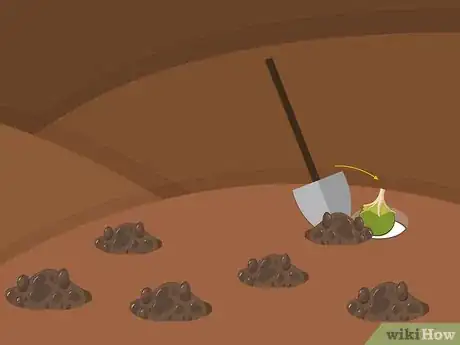 Image titled Plant Narcissus Bulbs Step 11