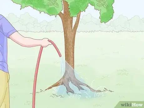 Image titled Grow Osage Oranges Step 15